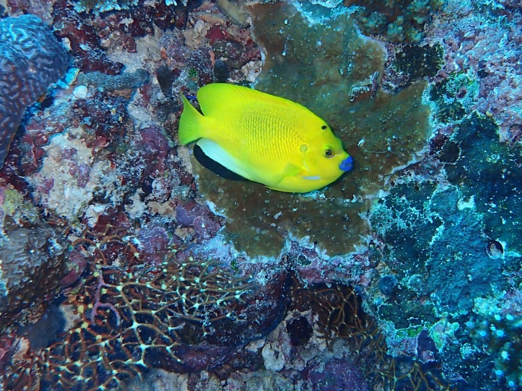 Dive Time Underwater Yellow Fish