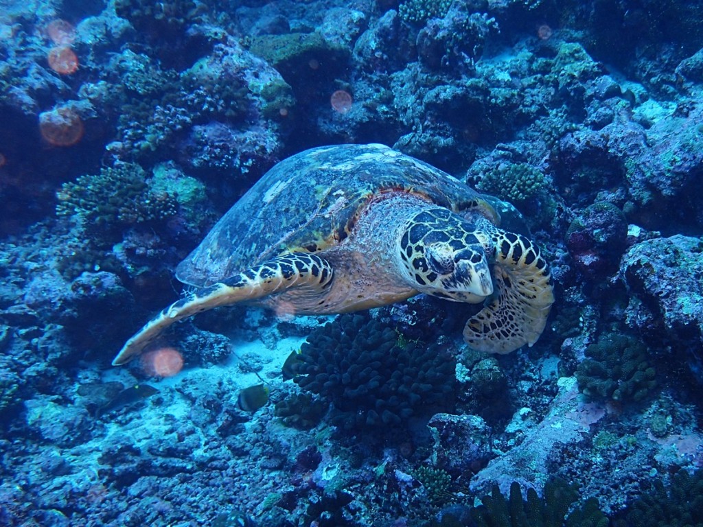 Underwater Dive Time Turtle1