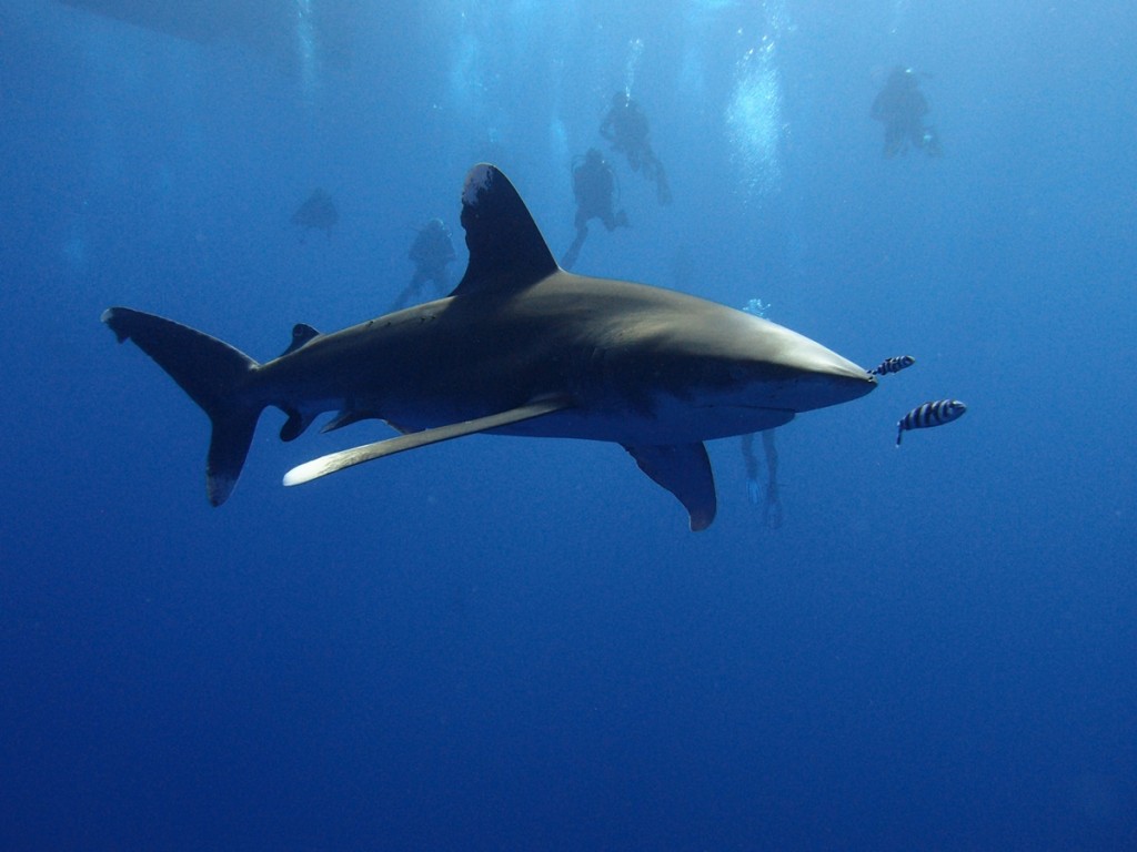 Underwater Dive Time Shark1
