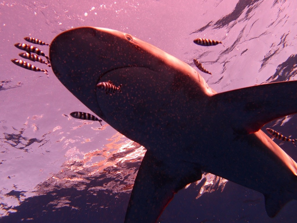 Underwater Dive Time Shark3