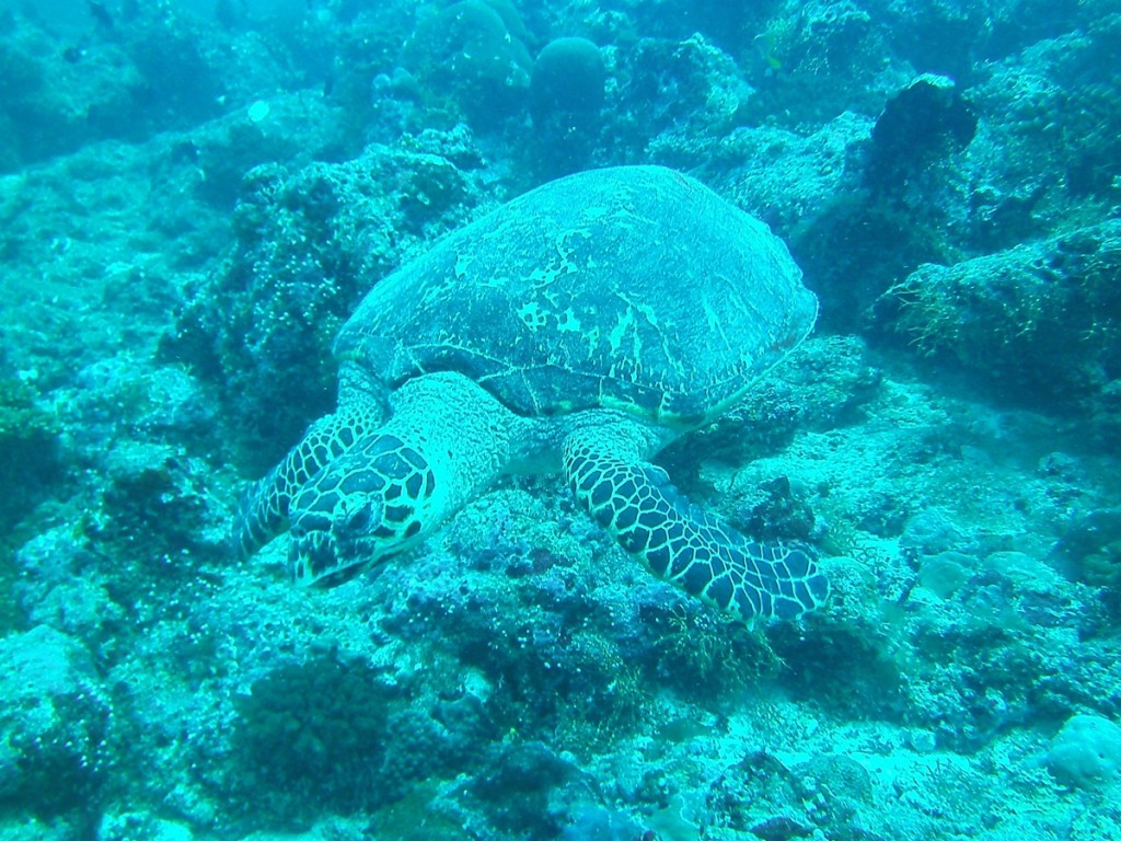 Underwater Dive Time Turtle 3