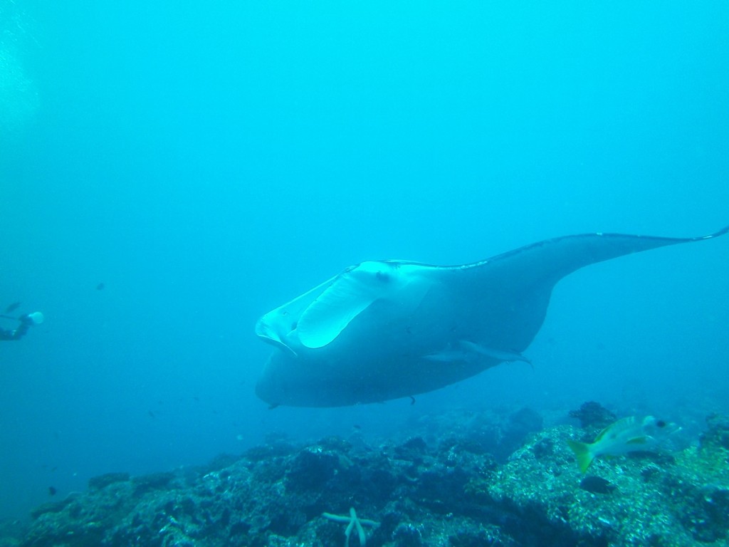 Underwater Dive Time Mantarochen Malediven Maldives 5