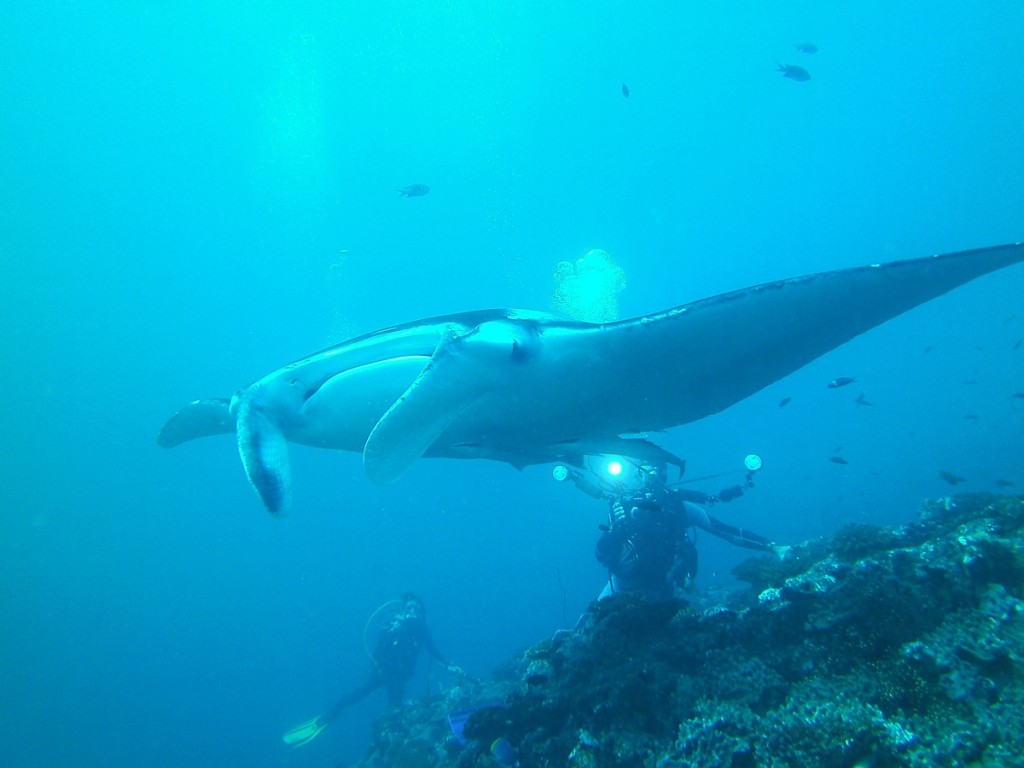 Underrwater Dive Time Mantarochen Malediven Maldives 4