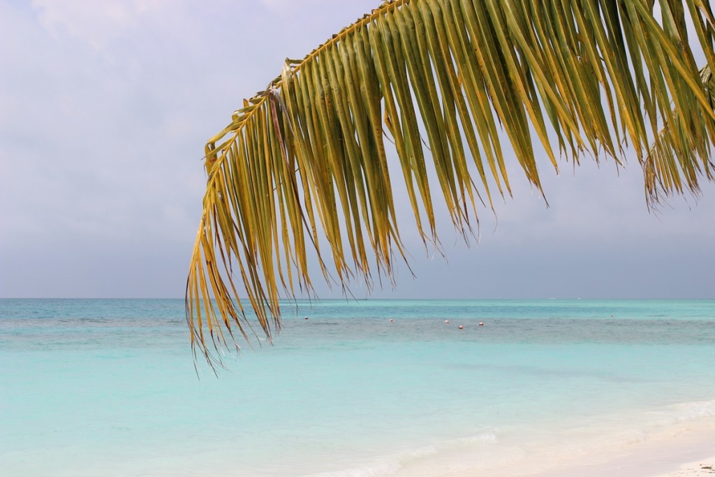 Dive Time Paradise Malediven Maldives Meeru Island Resort Palmtree