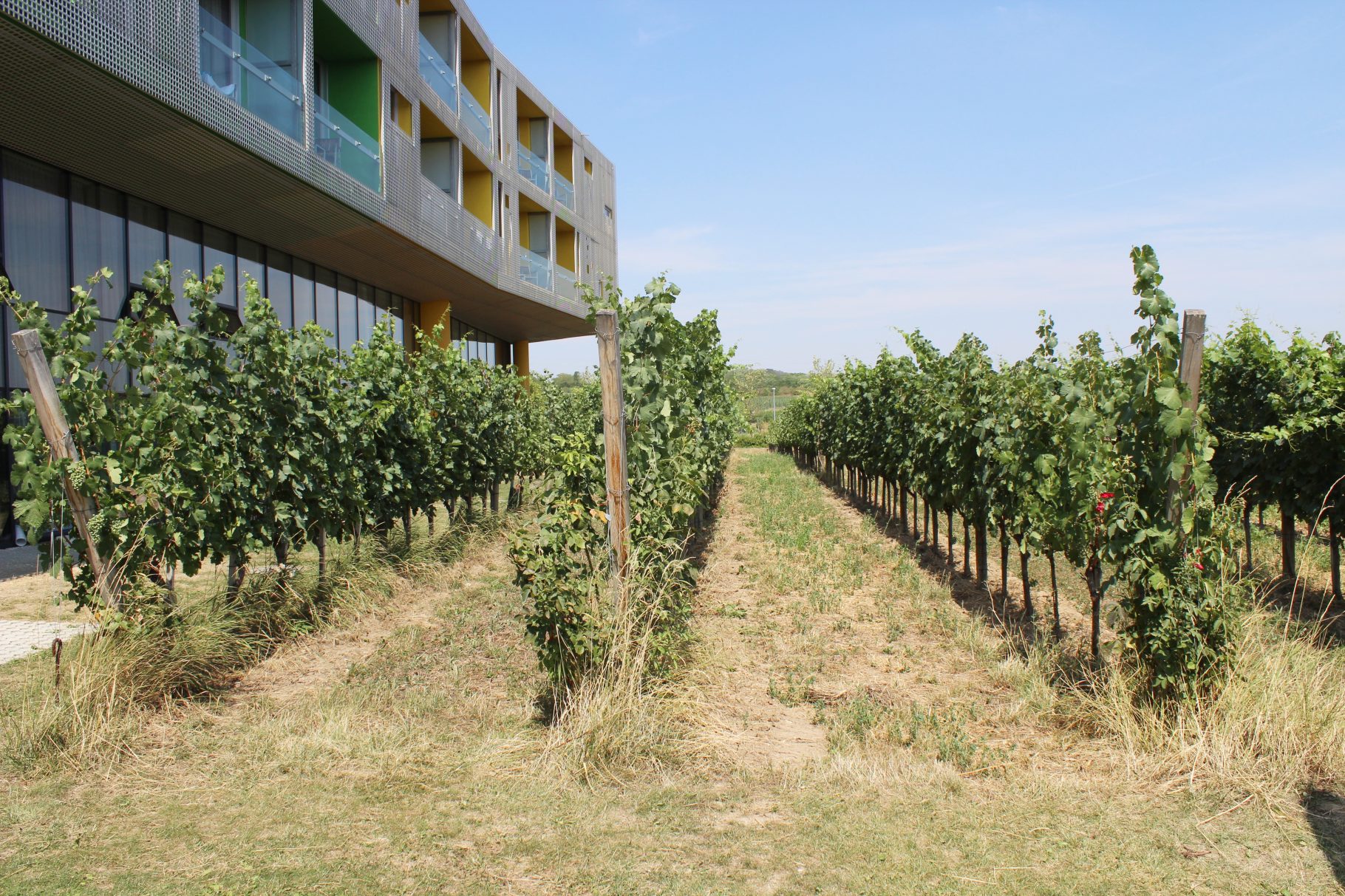 LOISIUM Wine & Spa Resort, Langenlois