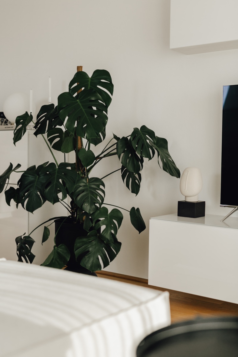 Green Your Home – Die schönsten Zimmerpflanzen für euer Zuhause